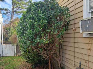 Bush Trimming by Nicole Carter for Abriel L. in Richmond, VA