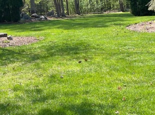 Jeffery s.'s Lawn Mowing Service service result