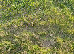 Bush Trimming by Mark Cowper for Stephanie S. in Riverside, CA