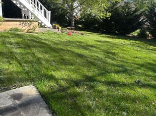 Allegra F.'s Grass Cutting service result