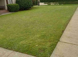 Tepsiri H.'s Lawn Maintenance service result