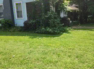 Bush Trimming by Denise James for Michael Q. in Charlotte, NC