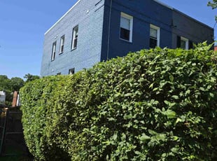 Bush Trimming by Jose Paz for Dorothy S. in Washington, DC