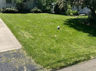 Laura D.'s Lawn Mowing service result