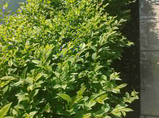 Bush Trimming by Daniel Burton for Lizzie B. in Oak Lawn, IL