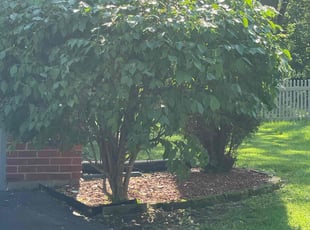 Bush Trimming by Gilberto GarcÃa for Debra D. in Indianapolis, IN