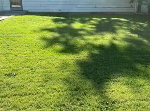 Keshawnda J.'s Lawn Mowing service result