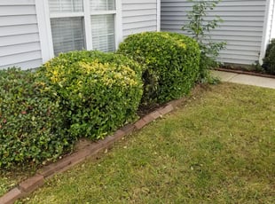 Bush Trimming by James Steele for Joel V. in Indian Trail, NC