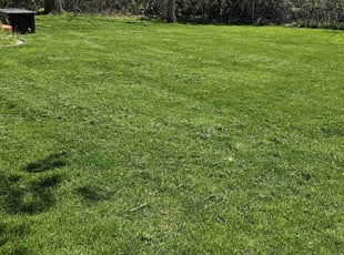 Spencer P.'s Lawn Mowing service result