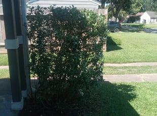 Bush Trimming by Demiteria Mattox for Aitor J. in Houston, TX