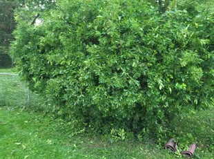 Bush Trimming by Cory Murphy for Leon M. in Louisville, KY