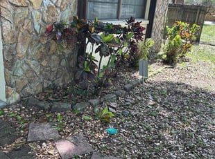 Bush Trimming by Feliciano Perez for Violeta G. in Tampa, FL