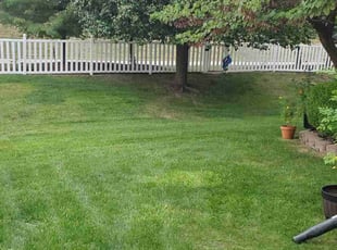 Peggy D.'s Lawn Mowing service result