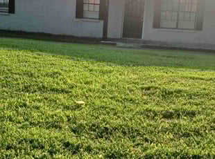 Travell D.'s Lawn Care service result