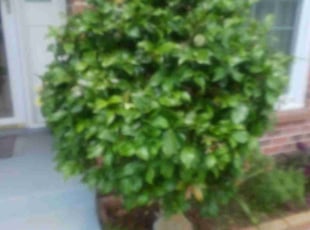 Bush Trimming by Sidney Gleason Jr for Bruce M. in Harvey, LA