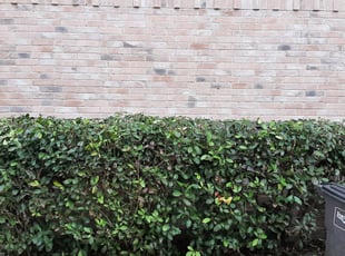 Bush Trimming by Gary Joy for John M. in Fort Worth, TX