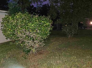 Bush Trimming by Jasmine Seraphin for Rufus H. in Tampa, FL