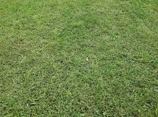 Alan S.'s Lawn Care service result