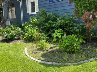 Weeding by Dimas Lopez for Ramona D. in Reisterstown, MD