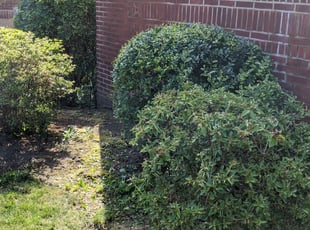 Bush Trimming by Athena Ford for George W. in Pittsburgh, PA