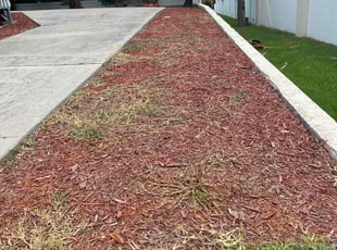 Weeding by Pablo Antonio for Kalle K. in Belleair Beach, FL