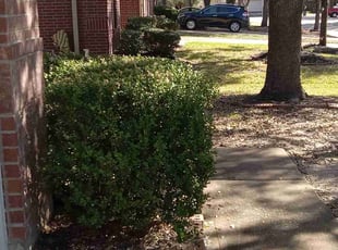 Bush Trimming by Alexis Perez for Yolanda B. in Cypress, TX