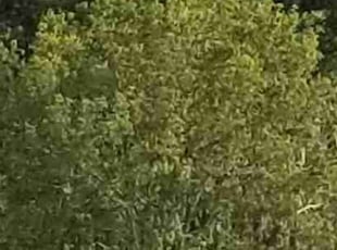 Bush Trimming by Andrew Alsobrook for Phyllis R. in Jacksonville, FL