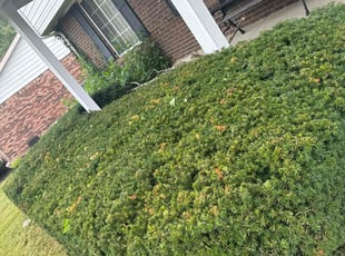 Bush Trimming by Luis Contreras for Terry T. in Indianapolis, IN