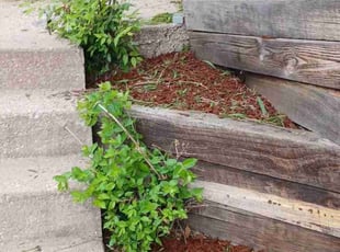 Weeding by Seth D for Denisha W. in Kansas City, MO