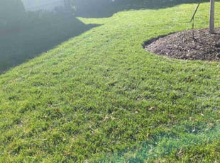 Tony M.'s Lawn Maintenance service result