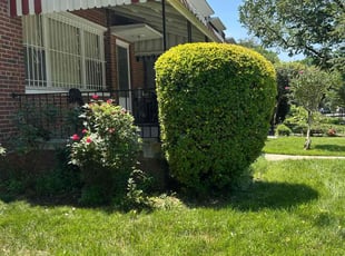 Bush Trimming by Steven Foster for Ron B. in Washington, DC