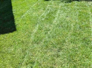 Kaleb H.'s Lawn Service service result