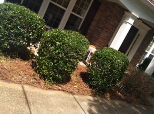 Bush Trimming by Ronald Blalock for Casey C. in Canton, GA