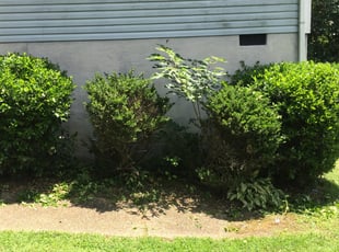 Bush Trimming by Reginald Jones for Jeremy Lionel G. in Petersburg, VA