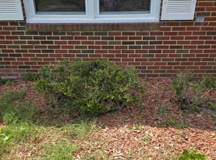 Bush Trimming by Greg Bush for Cal G. in Upper Marlboro, MD