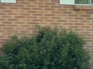 Bush Trimming by Angel DePeralta for Jean-Paul M. in Lakewood, CO