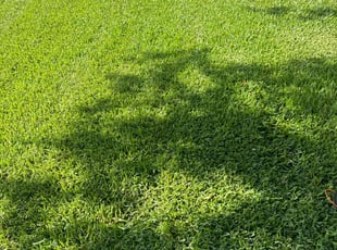 Marjorie H.'s Lawn Maintenance service result