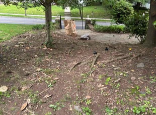 Leaf Removal by Steven Foster for Krishna R. in Washington, DC