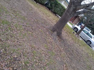 Leaf Removal by FRANCISCO PEREZ for Van A. in San Antonio, TX