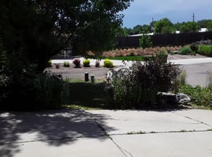 Bush Trimming by Arsenio Townsell for Donna M. in Arvada, CO