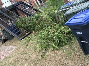 Bush Trimming by Clinique Martin for Andre C. in Washington, DC