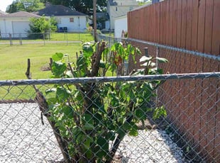 Bush Trimming by Edward Mauler for Laura M. in Columbus, OH