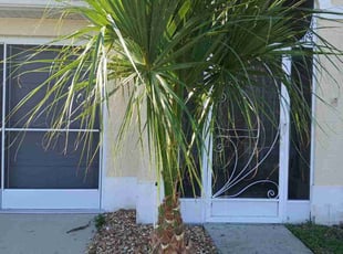 Bush Trimming by Sylvia Capestany for Bridgette C. in Ocala, FL