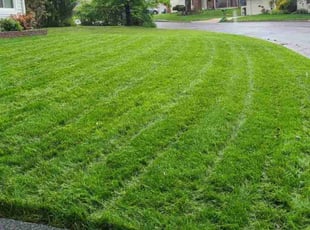 Emmett W.'s Lawn Mowing service result
