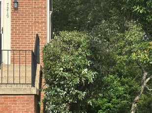 Bush Trimming by Desean Bennett for Victoria S. in Clinton, MD