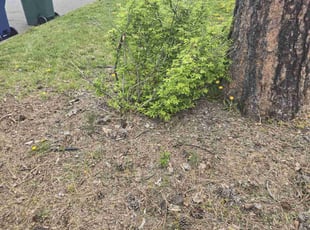 Bush Trimming by DD Lawncare for Victoria B. in Coeur d'Alene, ID