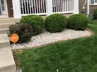 Bush Trimming by Kunle Okubena for Shelby B. in Bowie, MD