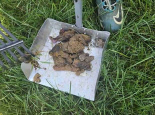 Cleanups by Kyle Yelton for Kimberly G. in Indianapolis, IN