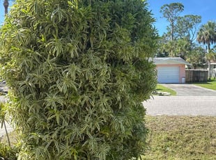 Bush Trimming by Peterson Dariste for Chuck O. in Venice, FL