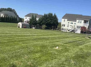 Terrone H.'s Lawn Mowing service result